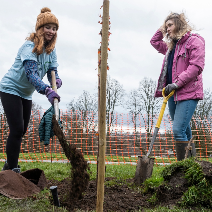 Two people in winter clothing with spades, filling a hole around a newly planted tree