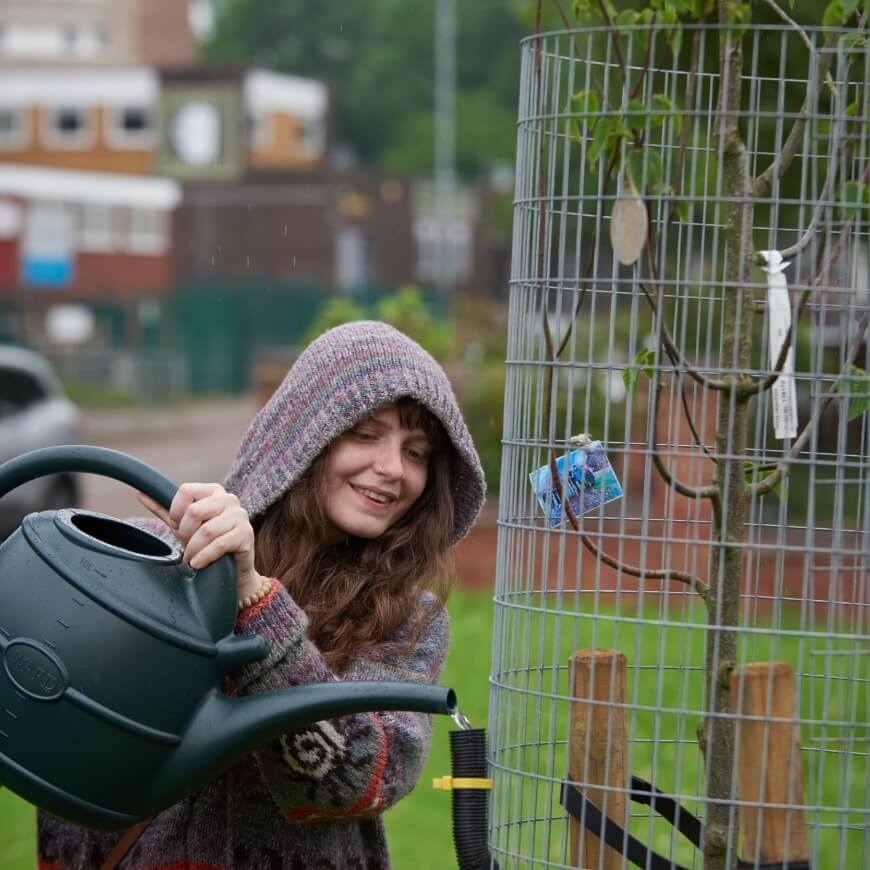 A woman waters a newly planted tree in a park.