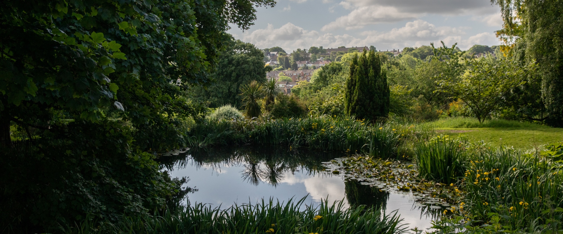 A pond with a lawn, trees and housing in the background