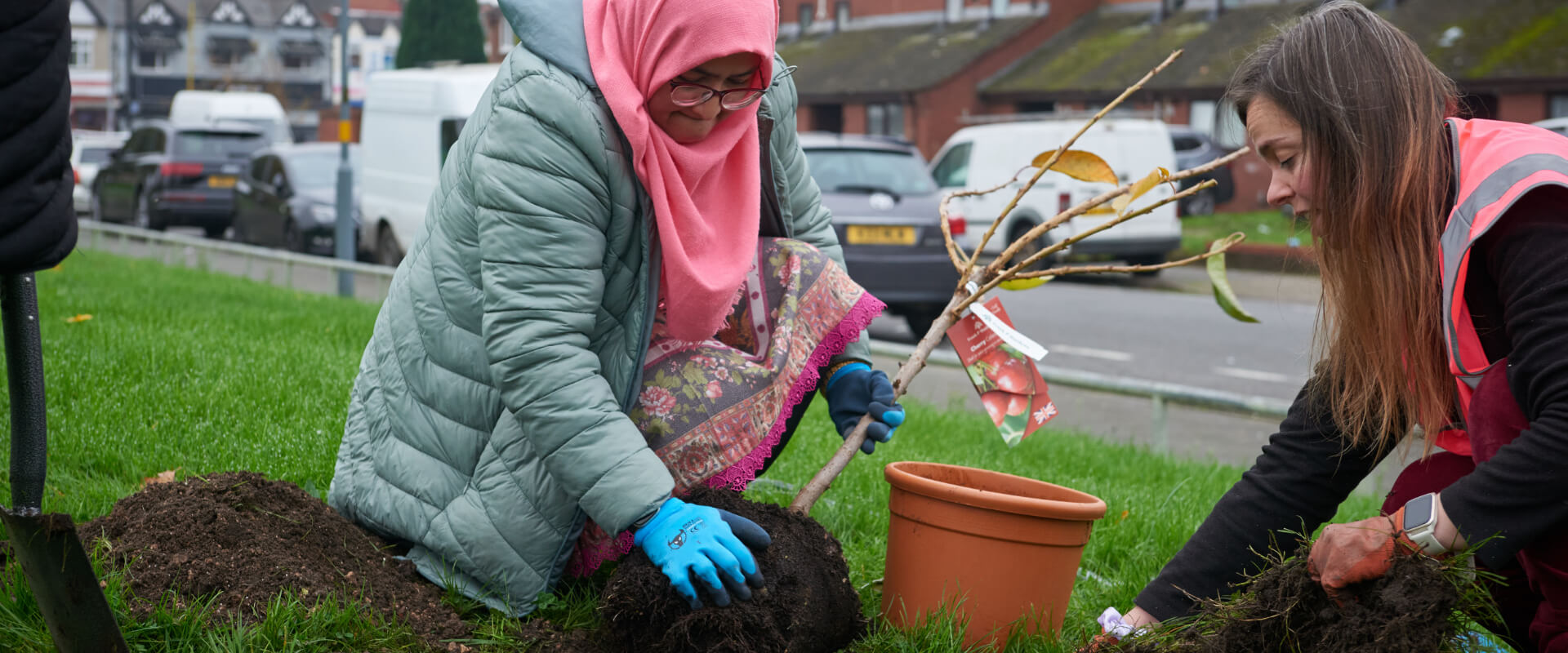 Two people planting a blossom tree on an area of grass next to a street.