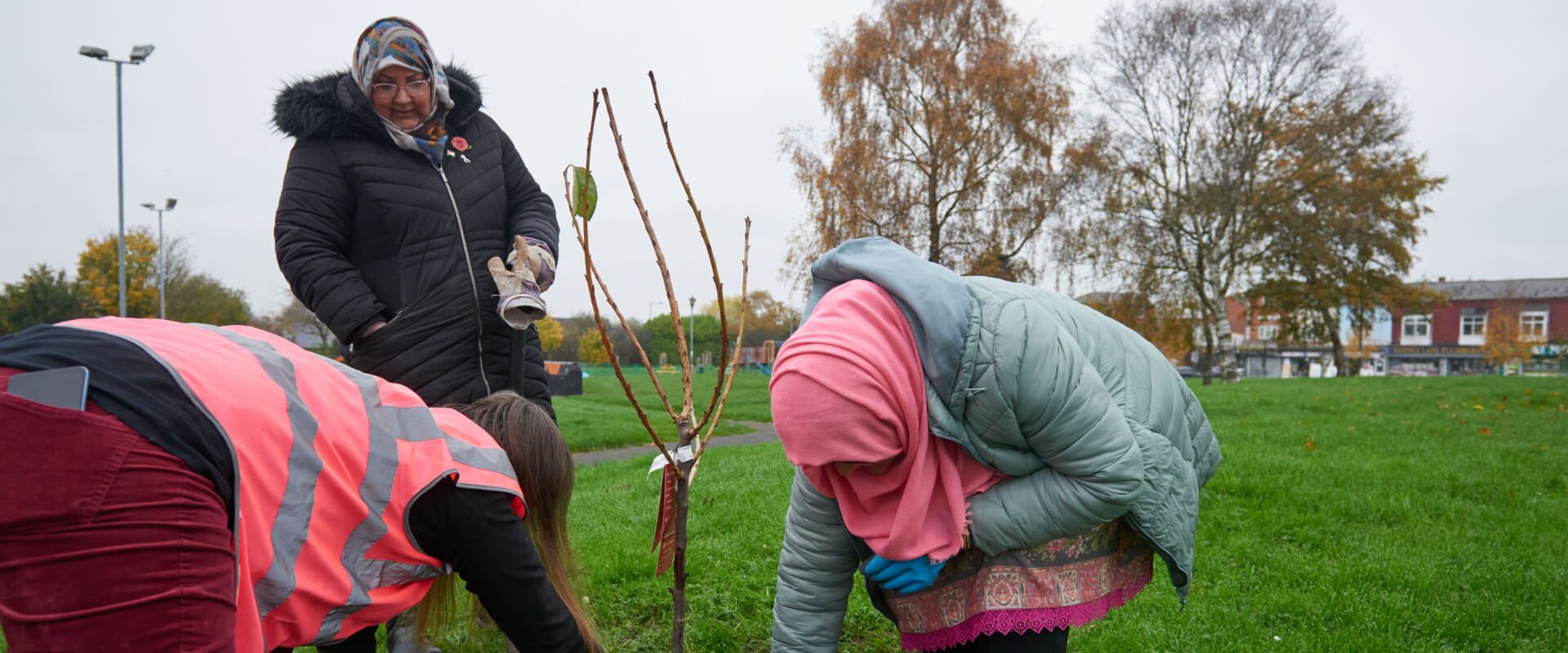 Three people planting a blossom tree on an area of grass.