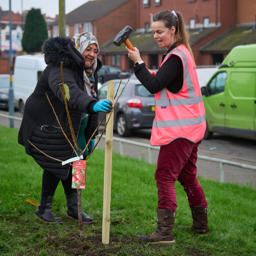 Two people planting a wooden post to support a young tree. 