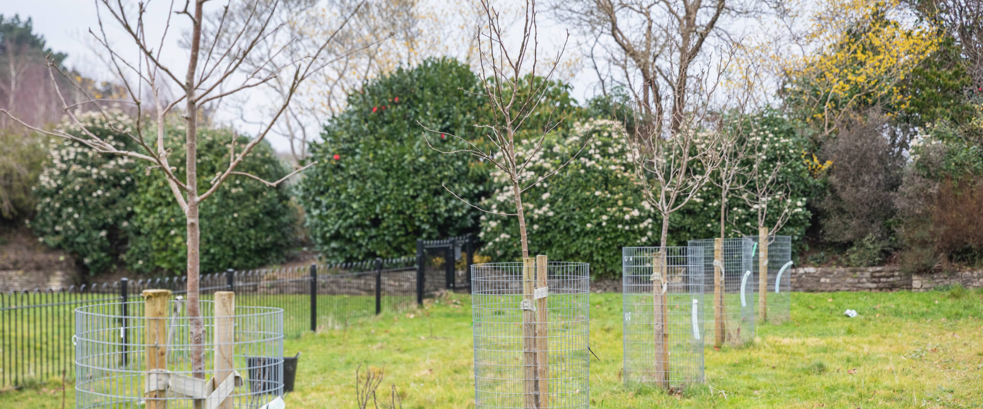 Five young trees with tree guards in a community garden.