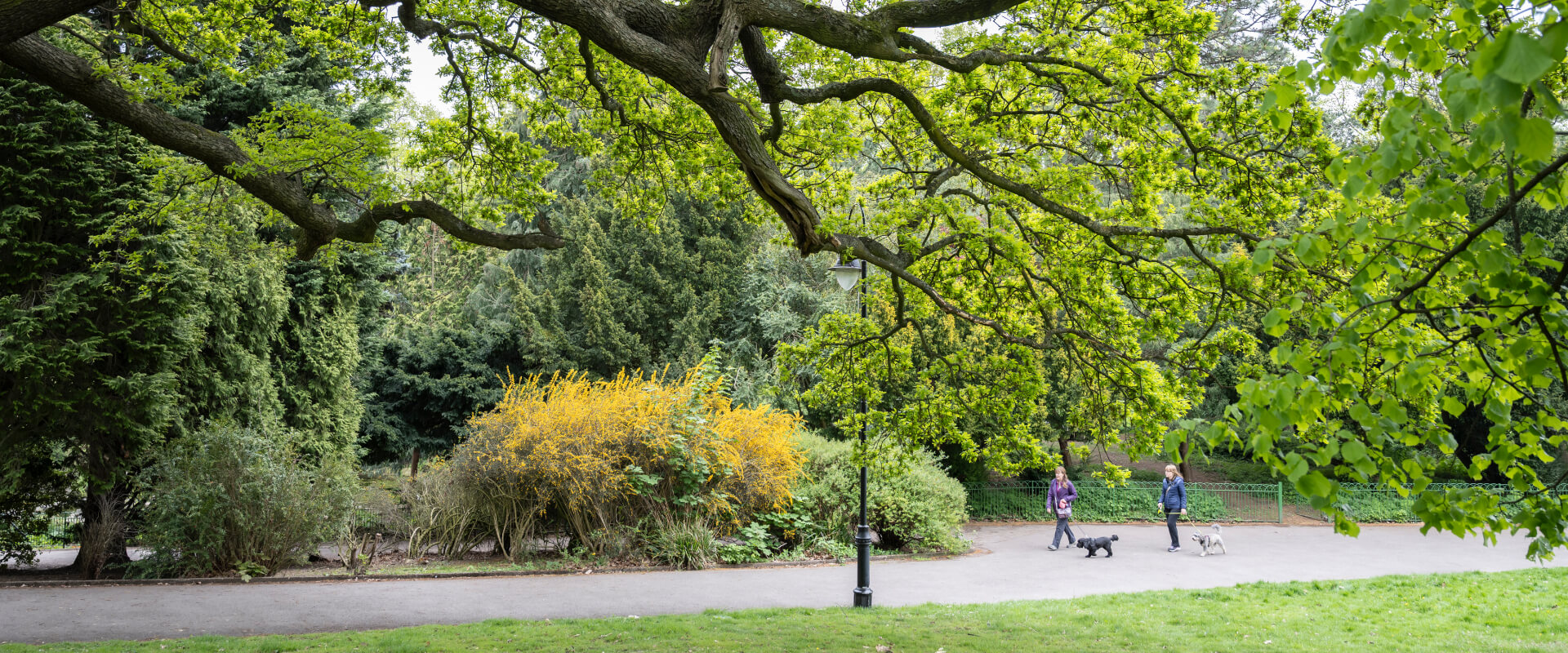 Two people walking their dogs along a path in a park.