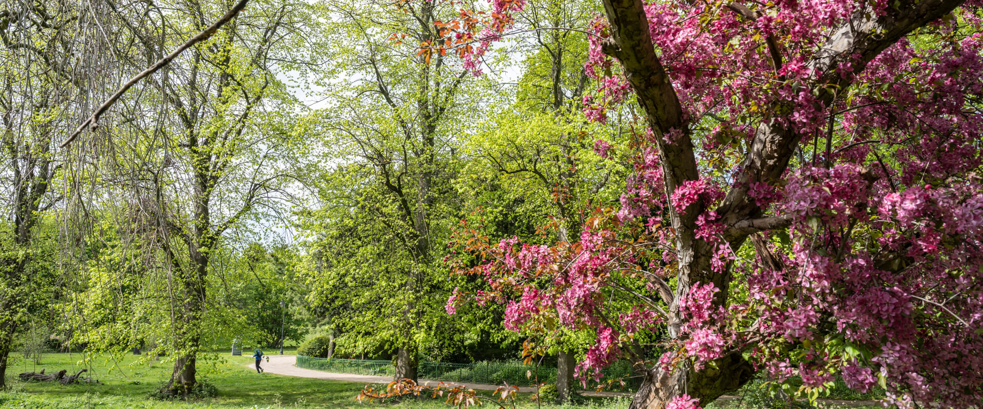 Trees within a park