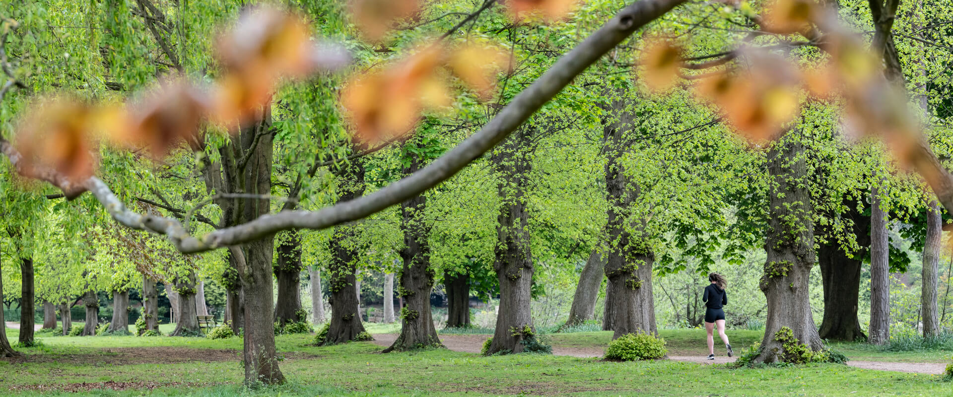 A person running along a tree lined path in a park.