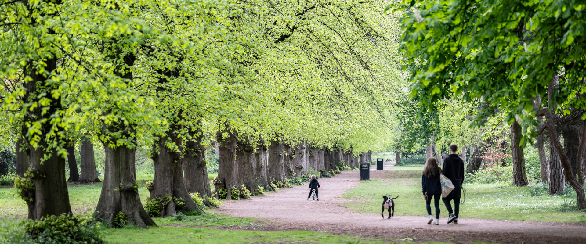 A family with a dog and child on a bike walking along a tree lined path in a park.