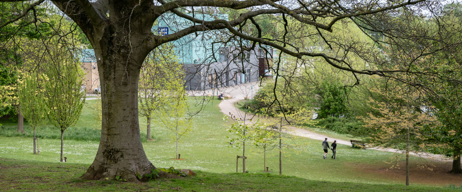 A large tree on a hill in a park. Two people walk along the grass.