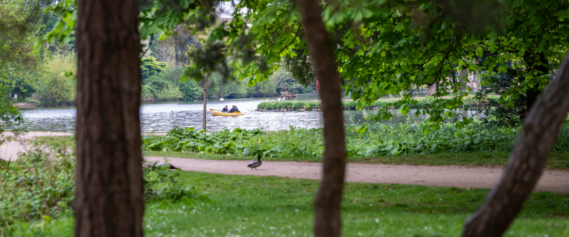 A duck on a path in a park. People are on a canoe in a pond in the background.