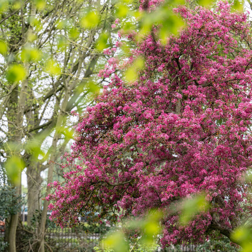 A flowering tee.
