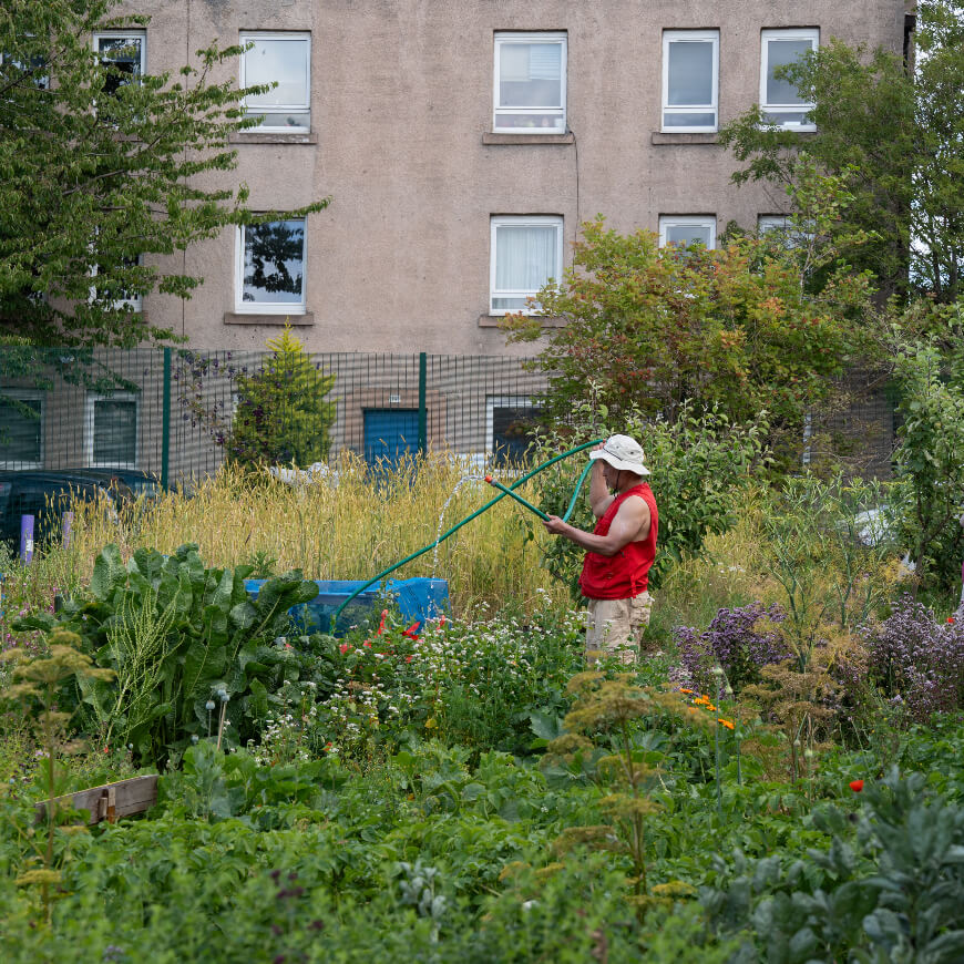 A person standing watering plants in a community garden.