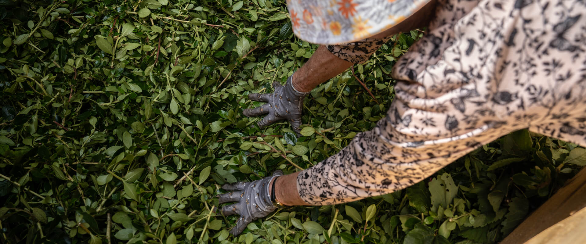 A person's hands wearing gardening gloves pushing down some vegetation.