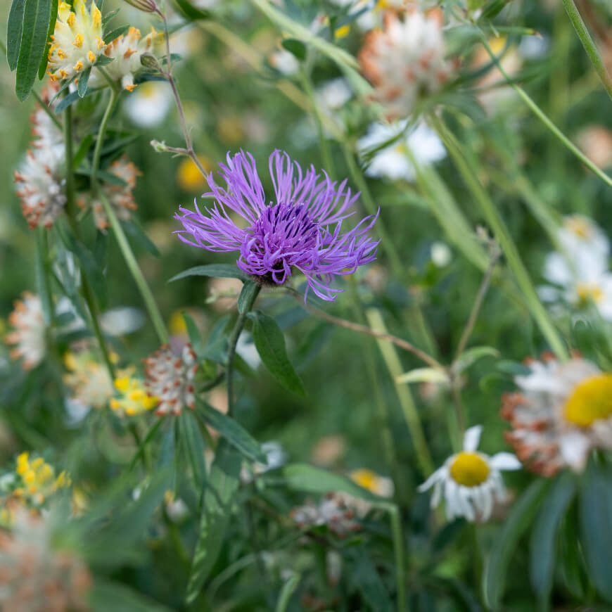 A close-up of a purple wildflower with thin, spiky petals, standing out among a mix of white and yellow flowers.