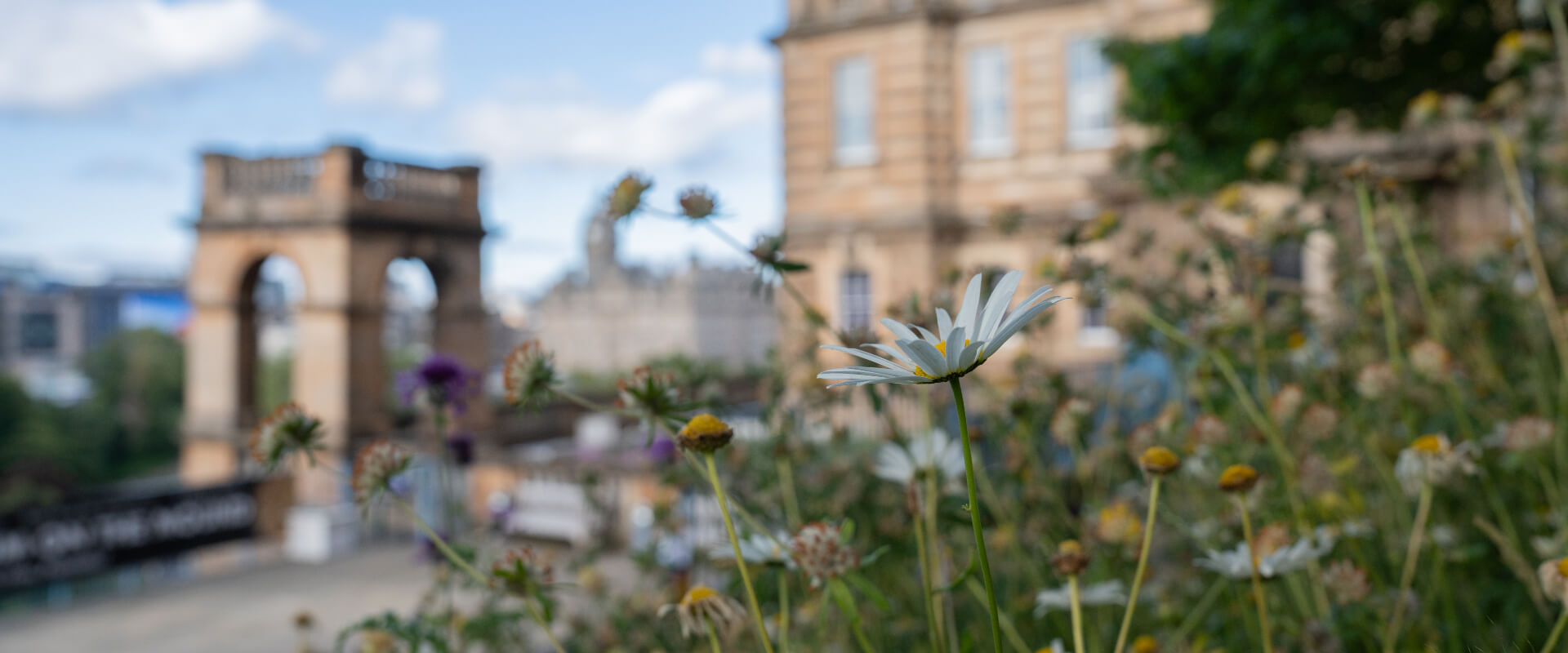 A close-up of a white daisy flower in focus, surrounded by other wildflowers. In the  blurred background there is an an arched stone structure and a historic building.