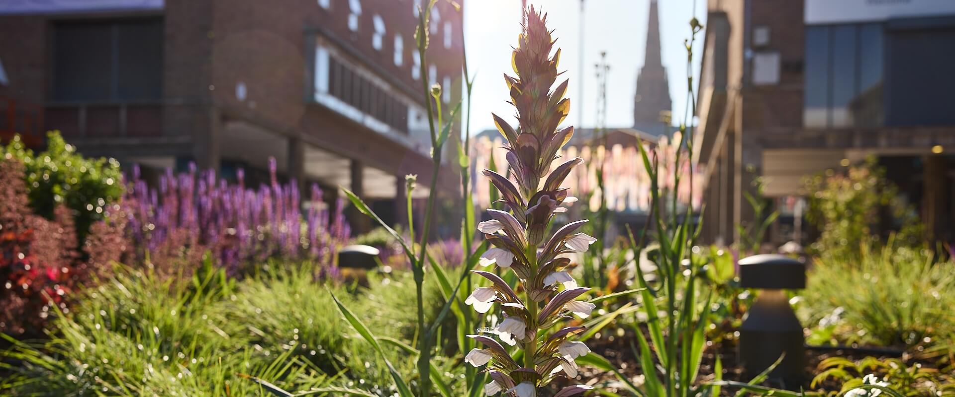 A view of Coventry from behind a planter of flowers.