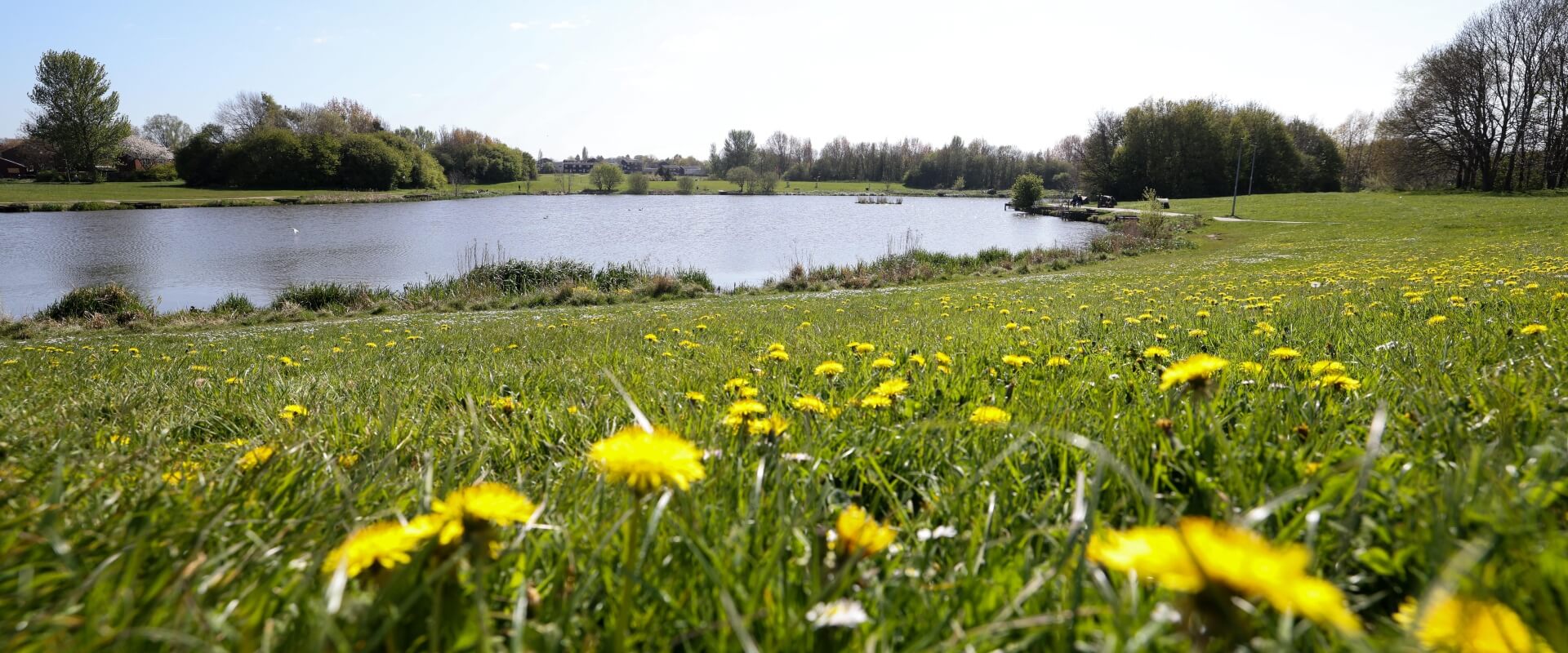 A view of a lake in sunshine, with some dandelions in the foreground.