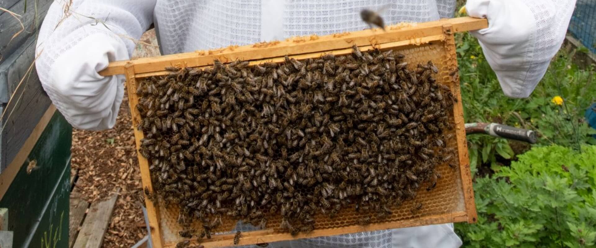 A close up of bees after their sheet has been pulled from a hive.