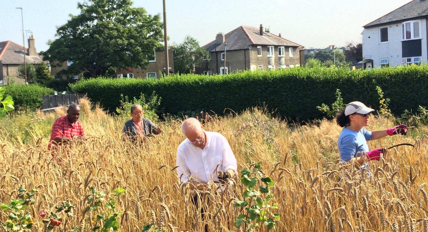 Four members of the Granton Community Gardeners group harvest wheat on the corner of an urban estate. The wheat comes to their waists and there are grey houses in the background.