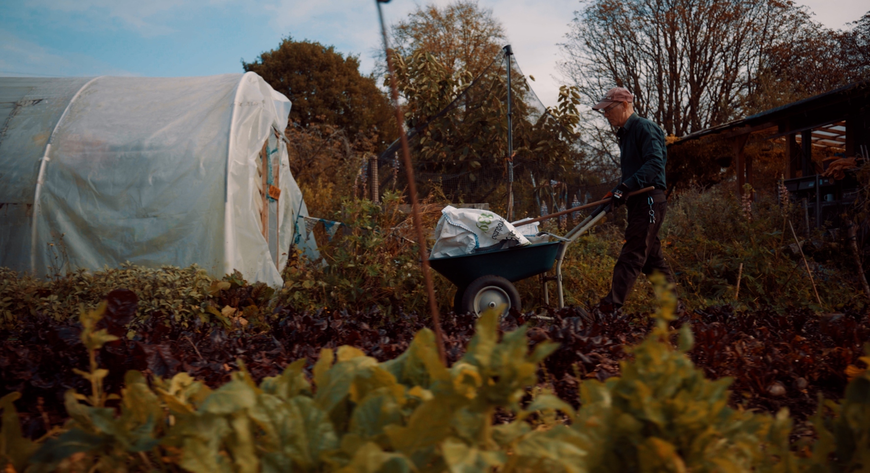 A man pushes a wheelbarrow through a wintry allotment, with a large polytunnel in the background.