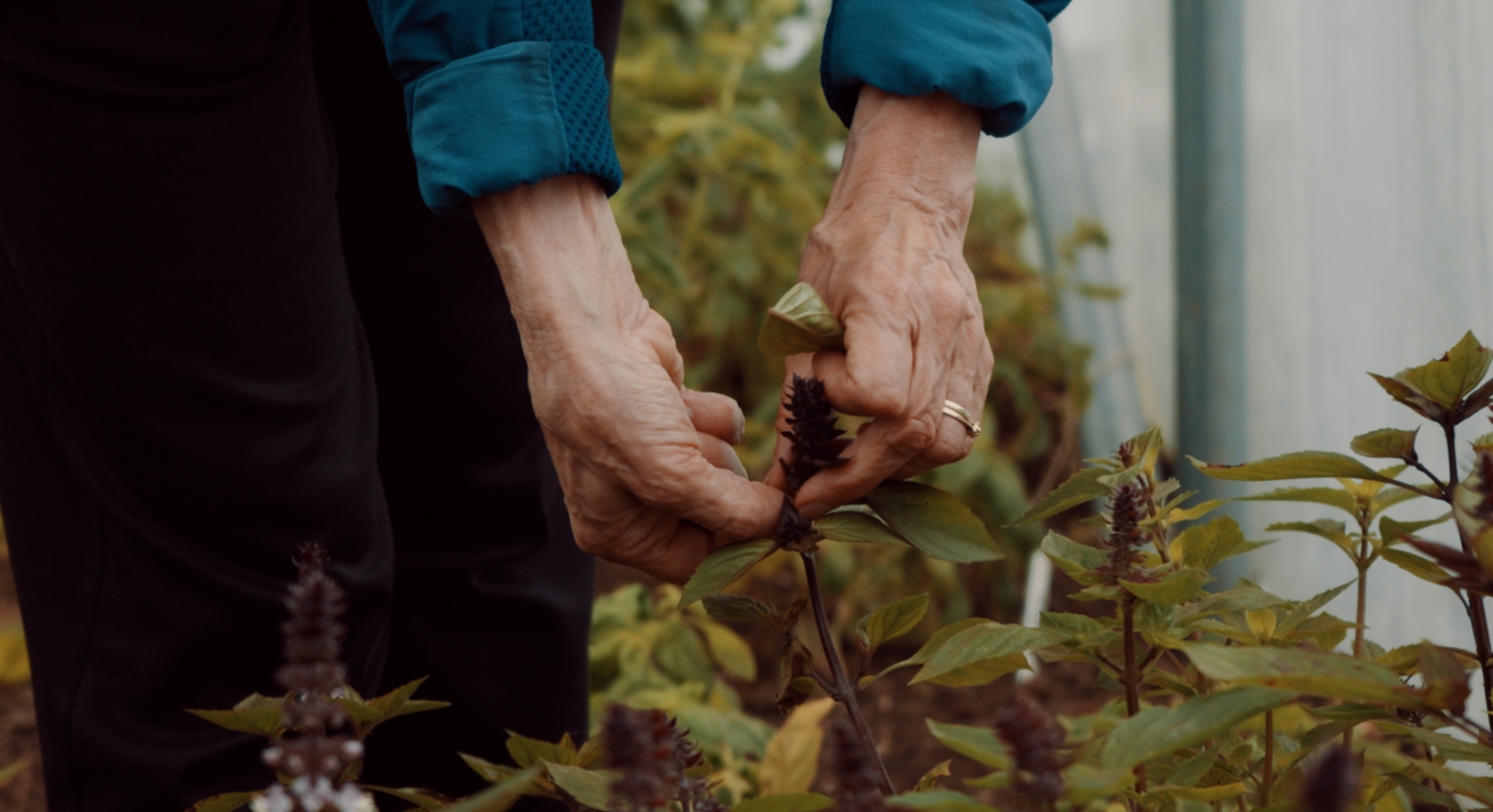 Close-up shot of a pair of hands carefully dead-heading a plant with green leaves and brown flowerhead.