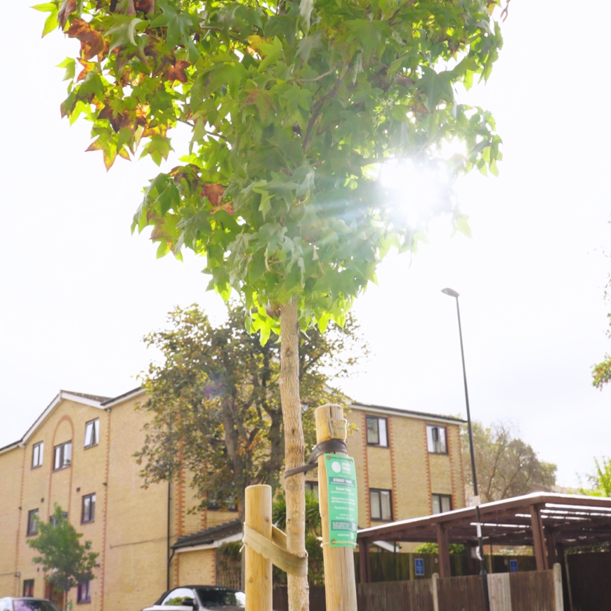 A small, young tree grows in front of a pale brick building. It is supported with stakes and has a green label.