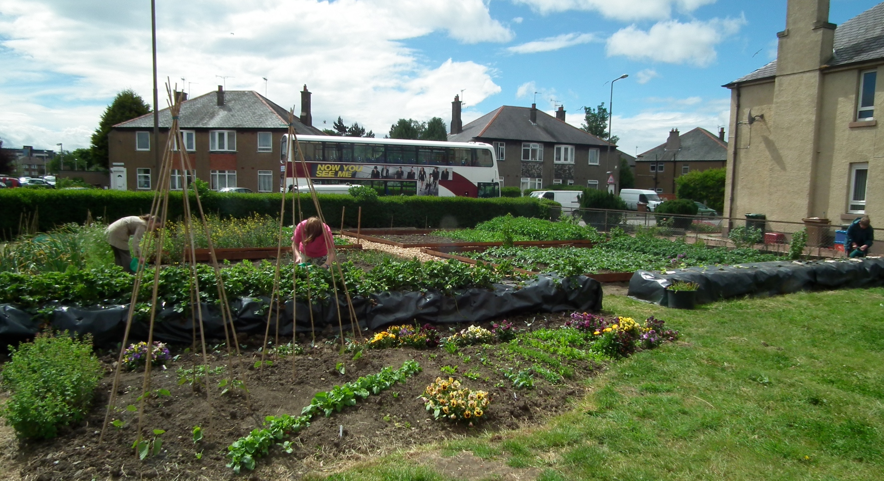 Two people tend to an allotment-style area of green space in an urban estate. It is surrounded by grey houses and a bus passes on the road behind.