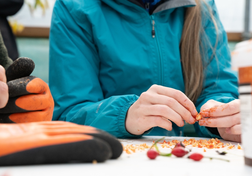 Close-up of a pair of hands, peeling a small acorn. The owner of the hands wears a blue jacket and there are orange gloves in the foreground.