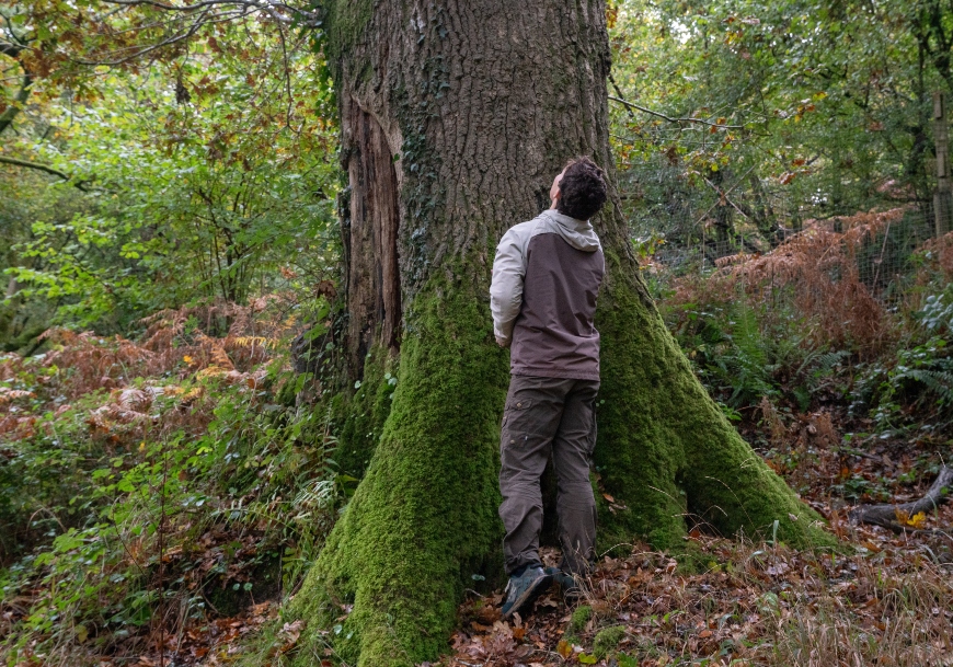A person stands at the foot of a tree, facing away from the camera and looking up the tree trunk. He wears grey clothing.