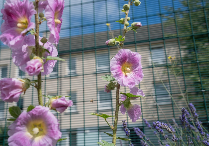 Large lilac-coloured flowers grow in front of a blue metal fence. Grey-coloured housing and a blue sky sit beyond.