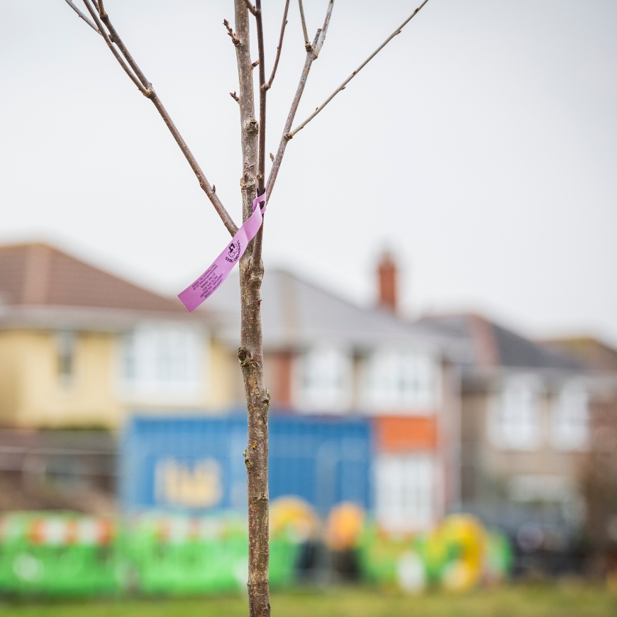 Close-up of a spindly tree whip with lilac label, set against the blurred background of an urban street.