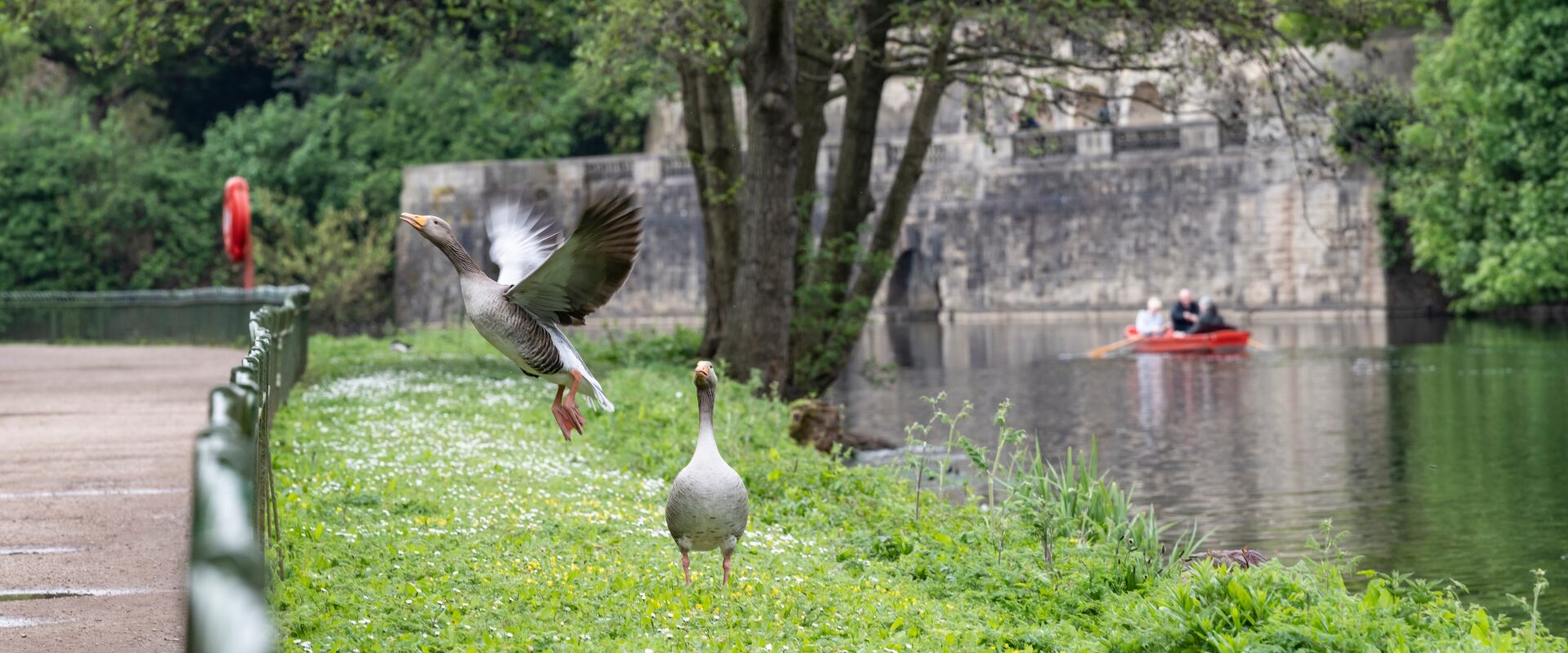 Two Canada geese waddle along the side of a parkland lake, with one just starting to take flights. A group of people in an orange rowing boat look on.