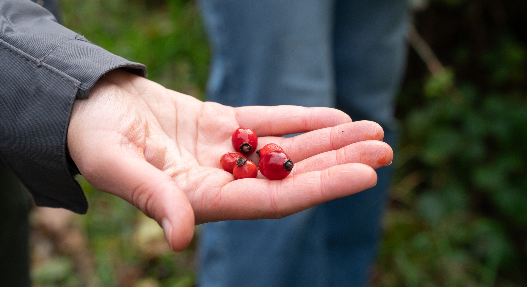 Five red berried held up to the camera in an extended palm