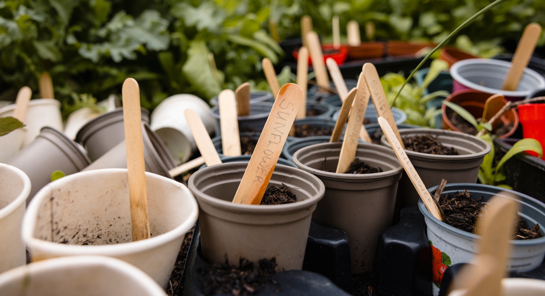 A close-up of small plant pots containing lolly-stick labels that read 'sunflower.