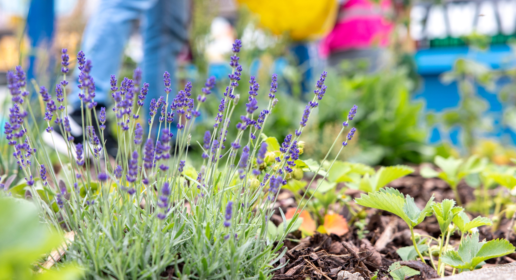 Close up of lavender and strawberry plants, in a bark-chipped bed. Whilst the background is blurred, it's possible to make out a group of people in bright clothing.