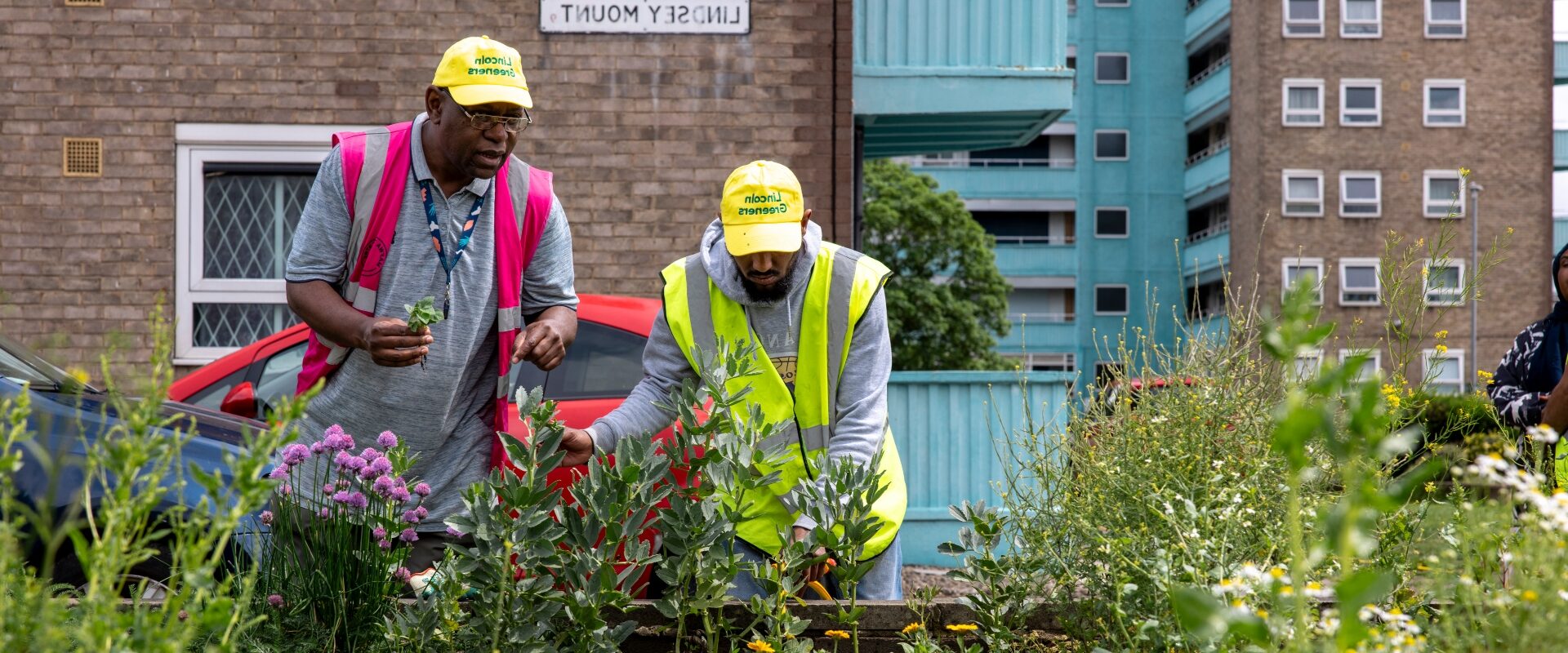 A flower bed sits in the foreground, with purple, yellow and white plants. Two men work together to tend to the bed, wearing bright yellow 'Lincoln Greeners' hats.