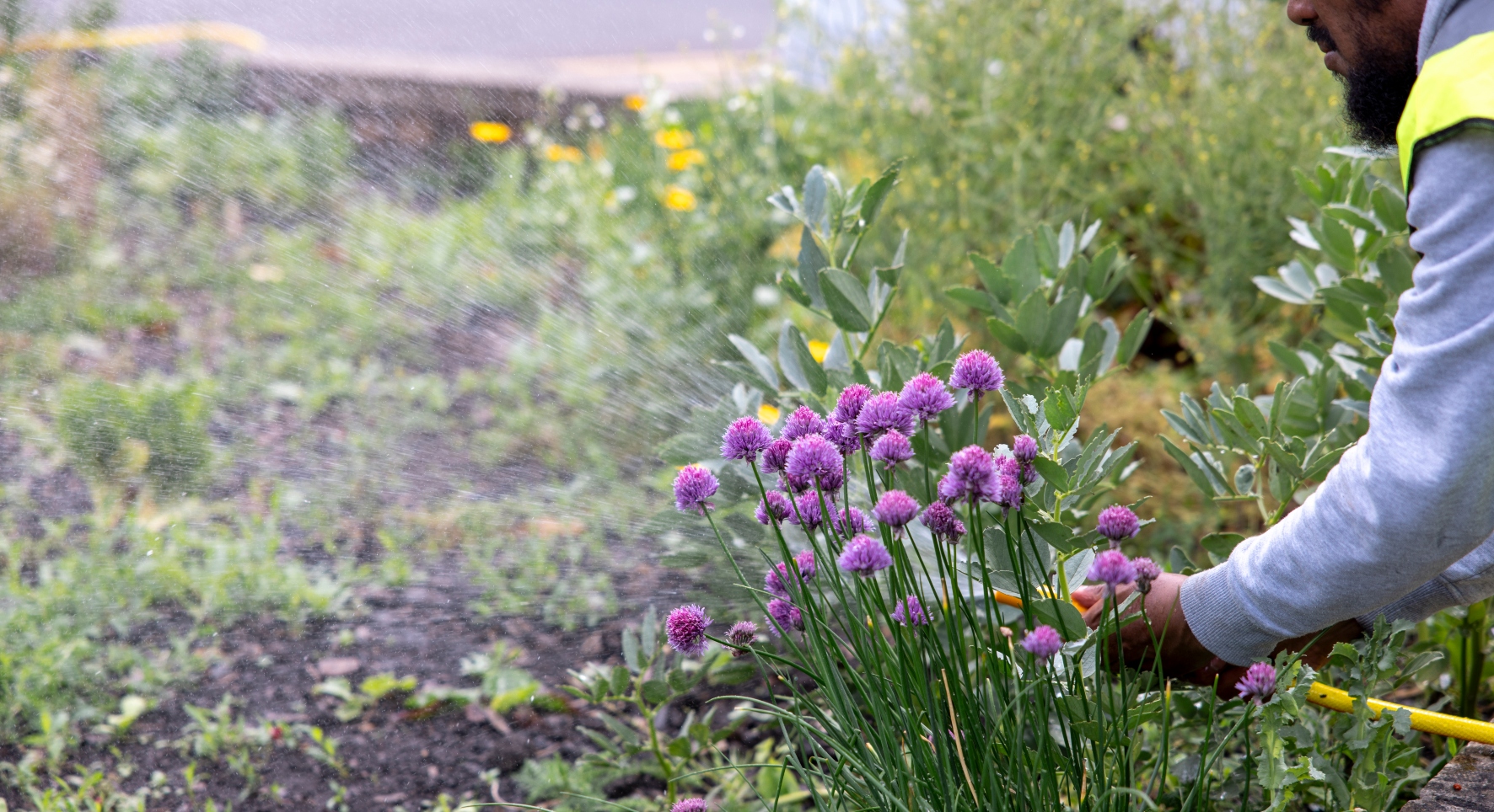 Close-up shot of a flower bed, with bright purple flowers in the foreground. A man leans into the picture to the right, giving the plants a drink of water.