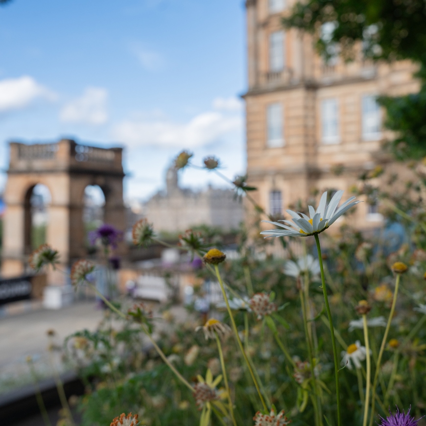 Close-up of delicate wildflowers, including giant daisies and purple-headed blooms, set in the heart of Edinburgh's historic city centre.